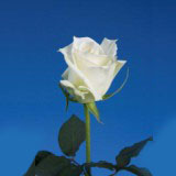 Tineke 75 Long Roses