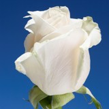 Vendela Roses