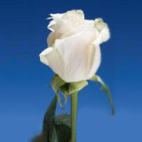 Vendela Roses