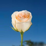 Versilia Roses