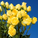 Yellow Spray Roses