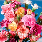 Assorted Color Mini Carnations