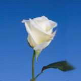 Virginia Roses