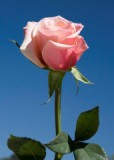 Exciting 75 Long Roses