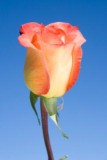 Lina 75 Long Roses