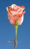 Panama Roses