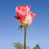 Ping Pong 75 Long Roses