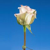 Sophie 75 Long Roses