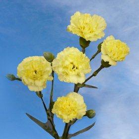 Yellow Spray Mini Carnations 160