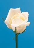 Lady Liberty Roses