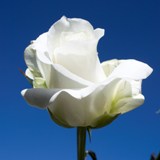 White Flowers