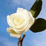 Garden Roses Alabaster 72 Roses  White Roses