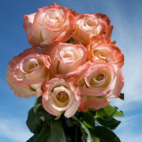 Alex Roses Long 75