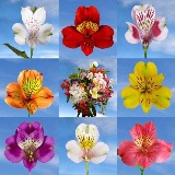 Mix And Match Your Choice of Alstroemerias