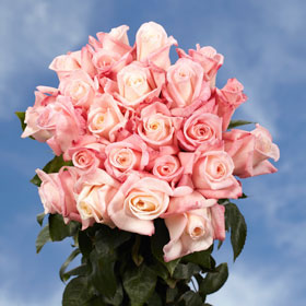 Anna Roses 250