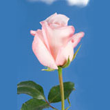 Anna Roses Long 150