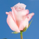 Anna Roses