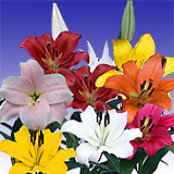 Asiatic Lilies Assorted 20 Flowers