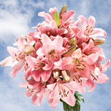 Asiatic Lilies