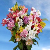 Assorted Flowers