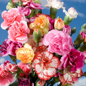 Assorted Color Mini Carnations