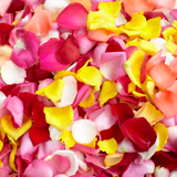 4200 Rose Petals Assorted Colors