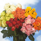 Assorted Colors Roses 250