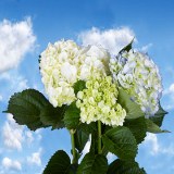 Hydrangea Assorted Colors 10 Flowers