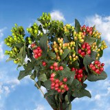Hypericum Assorted Colors 120 Flowers