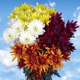 Chrysanthemums  Assorted Cushion  36 Stems  180 Blooms