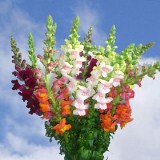 Snapdragon Your Choice Color 150 Stems