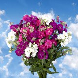 Spray Stock Assorted Colors 40 Flowers