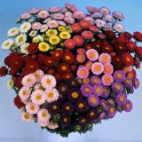 Aster Matsumoto Purple 10 Bunches