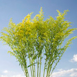 Aster Solidago Flowers Aster Solidago Flowers