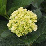 Hydrangea Mini Green 10 Flowers