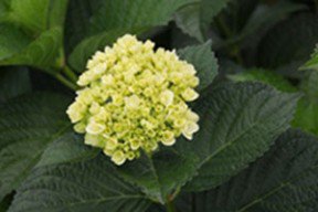 Hydrangea Mini Green 40 Flowers