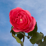 Garden Roses Baronesse 72 Roses