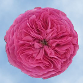 Garden Rose Baronesse 72 Roses
