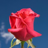 Hot Princess Roses