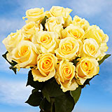 Creme de la Creme Roses 100 Cream Roses
