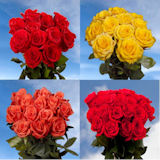 50  Red Roses & 50 Color Roses    100  Beautiful Roses