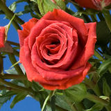 Best Flowers for Valentine's Day