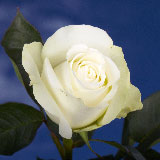 100 Wholesale White Roses Polar Star Roses