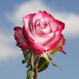100 Dark Purple Roses
