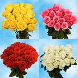 100 Best  Roses Assorted Colors  Four Different Colors   Great Value