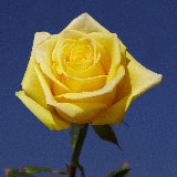 100 Bulk Yellow Roses Stardust Roses