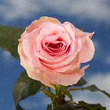 100 Wholesale Pink Roses Sweet Dolomiti Roses