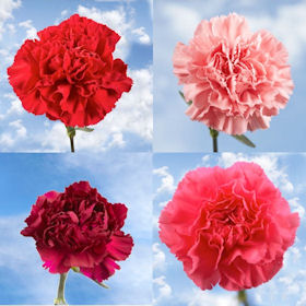 100 Best Valentine's Day Carnations
