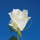 Tineke Roses
