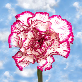 Bi-Color Carnations Bi-Color Carnations
